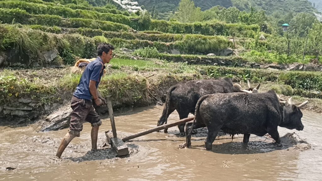 लगघाटी के दोघरी गांव में माता फुंगनी के आदेश के बाद धान रोपाई का कार्य शुरू